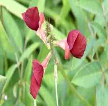 Common Vine Weeds in Darwin