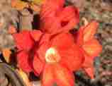 Red flowering kurrajong