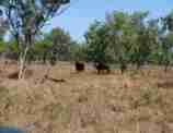 Wild buffalo Roper region