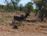 Feral Donkeys Roper region