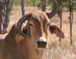 Cattle industry NT