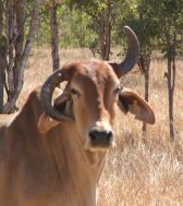 Online chemical course for the Northern Territory cattle industry