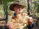 Plant Identification in Darwin